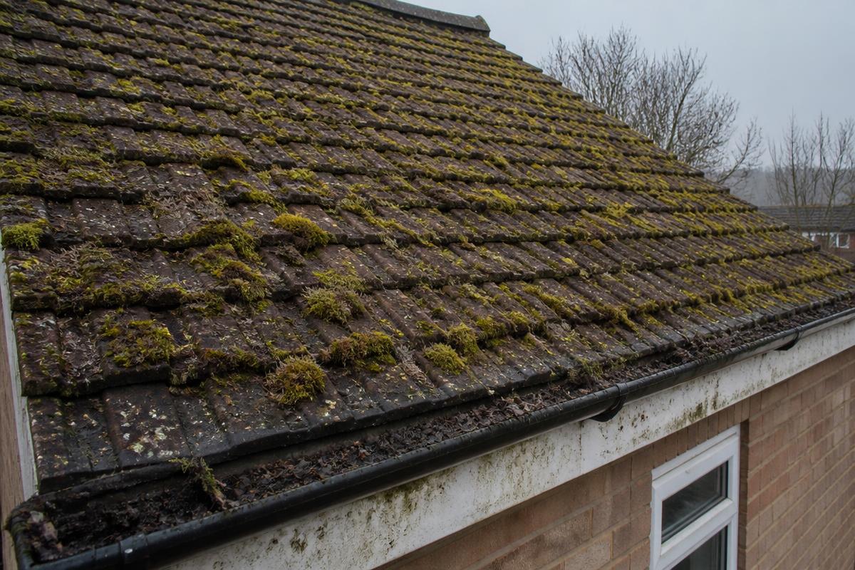 Before roof cleaning: a UK tiled roof heavily covered in moss with debris-filled guttering and stained fascia boards.